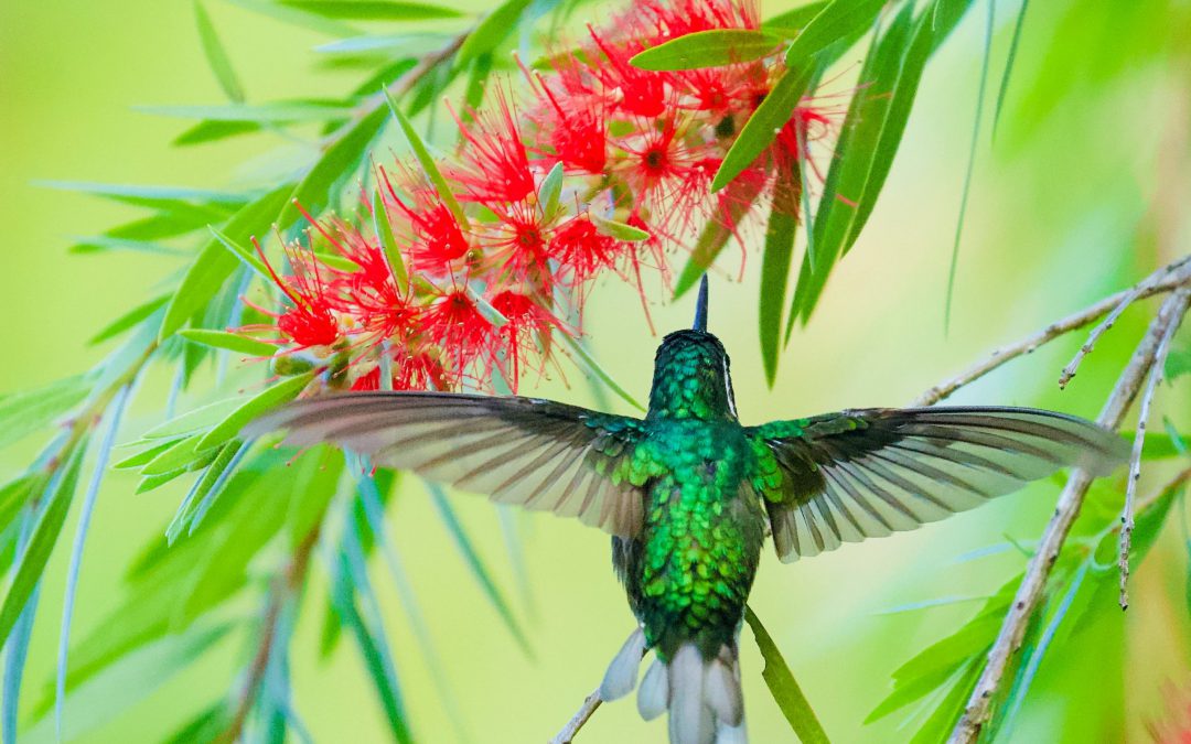 Mise à jour Hummingbird : ce qu’il faut savoir